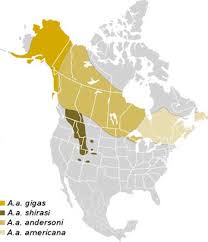 Complete player biography and stats. Moose Facts The Moose Or European Elk Is The Largest Member Of The Deer Family
