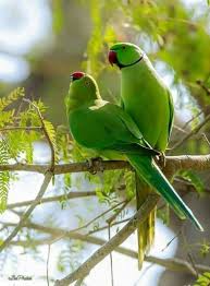 Pet Birds Animals Beautiful Green Parrot Bird