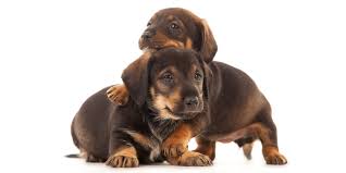 Finding dachshund breeders in michigan is not as difficult as you might think. 1 Dachshund Puppies For Sale By Uptown Puppies