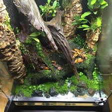 18x18x24 R Varadero Build Dendroboard Varadero Building Plant Growth