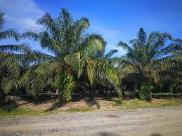 Has extended the range of its activities in recent years, focusing mostly on wholesale trade, import and export of nuts and dried fruits.our in 2014 date palm ltd. What We Do Emerging Spirit Resources Sdn Bhd