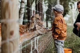 Should Animals Be Kept In Zoos The Minimalist Vegan