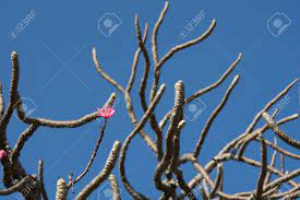 Plumeria are deciduous trees, and will usually lose their leaves naturally in the winter. Plumeria Flower On A Branch In The Winter Stock Photo Picture And Royalty Free Image Image 68891425