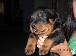 Taking care of your rottie pup. Rottweiler Puppies For Sale In Colorado Dogs Breeds And Everything About Our Best Friends