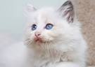6 Cat Breeds With Blue Eyes | PetMD