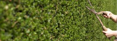 Our lawn edging and tree rings, landscape edgers, and landscaping timbers will add definition to your flowerbeds, lawn, trees, and more. Using And Maintaining Topiary In The Landscape