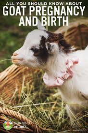 Goat Pregnancy Birth All You Need To Know About Goat Kidding