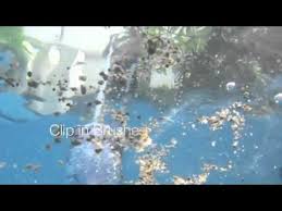 Limpiafondos manual kokido vektro v300. Kokido Vektro Cleaner Youtube