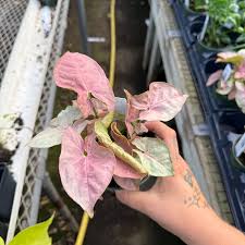 Image result for Syngonium