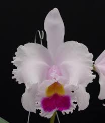 Cattleya warscewiczii alba 'Leo Holguin' FCC/AOS