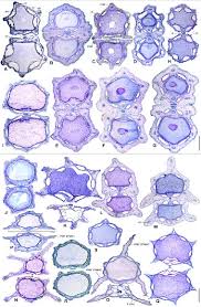 Image result for Heteromorpha involucrata