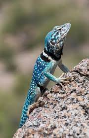 Crotaphytus Dickersonae Dickersons Collared Lizard Pet Lizards Colorful Lizards Reptiles And Amphibians
