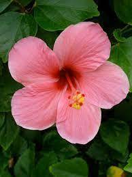 Pin By Myra Sloan On Pretty In Pink Hibiscus Flowers Hibiscus Wise Words Quotes