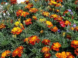 Image result for tagetes)