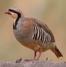 Chukarhuhn Alectoris Chukar Huhnervogel Wachteln Perlhuhn
