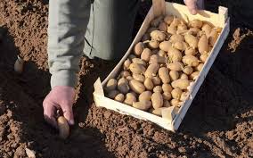 (pour éviter que les pommes de terre verdissent,il faut les garder dans un endroit sombre, à température moyenne ou fraîche mais pas froide, complètement abritées de la lumière). Des Pommes De Terre Au Temps Des Lilas Le Parisien