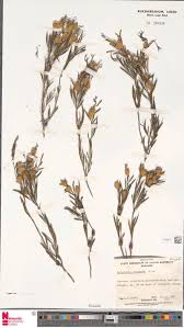 Image result for Stadmannia oppositifolia