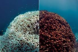 Maui coral bleaching in spotlight at ...