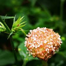 Image result for Lecanthus peduncularis