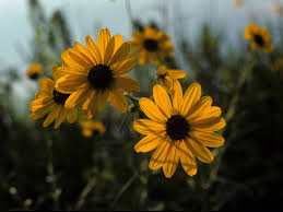Image result for Helianthus angustifolius