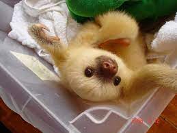 If You Win The Mega Millions What S The First Thing You Ll Buy Cute Baby Sloths Baby Sloth Cute Animals