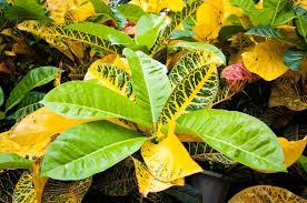 Image result for Croton kilwae