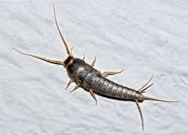 silverfish: how to get rid of