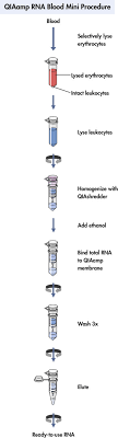 Quick biology's service and technical support have been instrumental for the success of our research, from sample prep to delivery of the results. Qiaamp Rna Blood Mini Kit