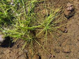 🇦🇷¡¡NUEVA ESPECIE PARA LA CIENCIA, DESCUBIERTA EN ARGENTINA!!🇦🇷 Isoetes  candelariensis Macluf & Marquez (Isoetaceae) 🌾 Fue hallada por Hector  Keller en el año 2019 en la Reserva Urutaú, Departamento Candelaria,  provincia de