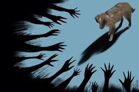 Image result for invalid dog wheelset