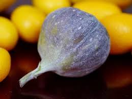 Damit Der Feigenbaum Fruchte Tragt Pflegetipps Fur Die Feige Feigenbaum Mango Pflanzen Pflanzen Pflege