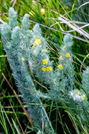 Image result for Clutia angustifolia