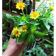Bila anda tertarik silakan ambil , 🙂 garansi pengiriman. Stek Bibit Bunga Matahari Mini Tanaman Hias Bunga Legetan Shopee Indonesia