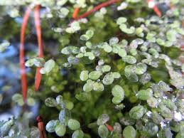 Tiny plants water plants plants moss balls marimo moss ball water garden marimo garden solutions indoor water garden. Tiny Plants Duckweeds Awkward Botany