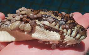 In winter, and after feeding, snakes have been observed sleeping up to and even over 20 hours at a time. So Many Ticks Were Feasting On This Unlucky Python They Looked Like Living Scales Live Science