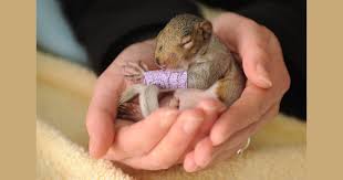 Mar 07, 2021 · a baby squirrel fell out of a tree in my backyard and almost hit me in the head. Cute Baby Squirrel Wears Tiny Purple Cast