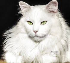 List of 15 Different Colors Of A Maine Coon Cat!