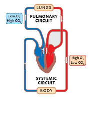 the circulatory system