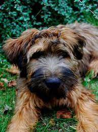 32 Briard Ideas Briard Briard Dog Briard Puppies