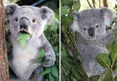 尤加利有些人可能并不是特别熟悉 但如果提到无尾熊 你可能就熟悉了 对 尤加利就是无尾熊最喜爱的植物 尤加利又名桉树 被誉为最天然的呼吸净化器 有人会说尤加利的味道很冲很难闻 但不管你是否喜欢尤加利的味道 它的气味绝对是一大优点 尤加利精油有强力的抗