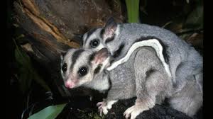 Wildlife Queensland Scenic Rim Squirrel Glider Appeal Beaudesert Times Beaudesert Qld