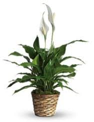 Ruth M. Alvey Obituary December 8, 2024