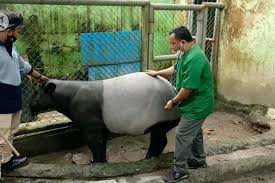 We did not find results for: Taman Rimba Jambi Siap Sambut Kelahiran Bayi Tapir Asia Loper