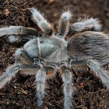 Image result for Empogona sp. A