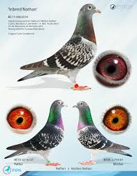 pin by ᝨᗅℍⅈℛ ℍ ᗅ on pet pigeon in 2021 pigeons for sale pet pigeon pigeon