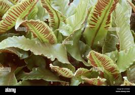 Image result for Asplenium africanum