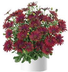 Image result for Osteospermum muricatum