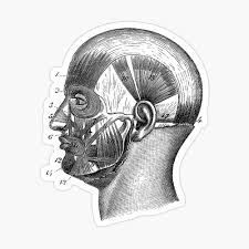 Most are diagrams from old anatomy books. Human Skull Muscular Diagram Vintage Anatomy Poster 2 Photographic Print By Vaposters Redbubble
