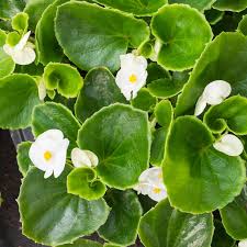 Image result for begonia semperflorens