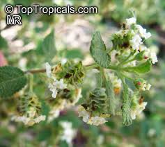 Image result for Lippia plicata